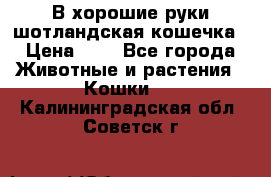 В хорошие руки шотландская кошечка › Цена ­ 7 - Все города Животные и растения » Кошки   . Калининградская обл.,Советск г.